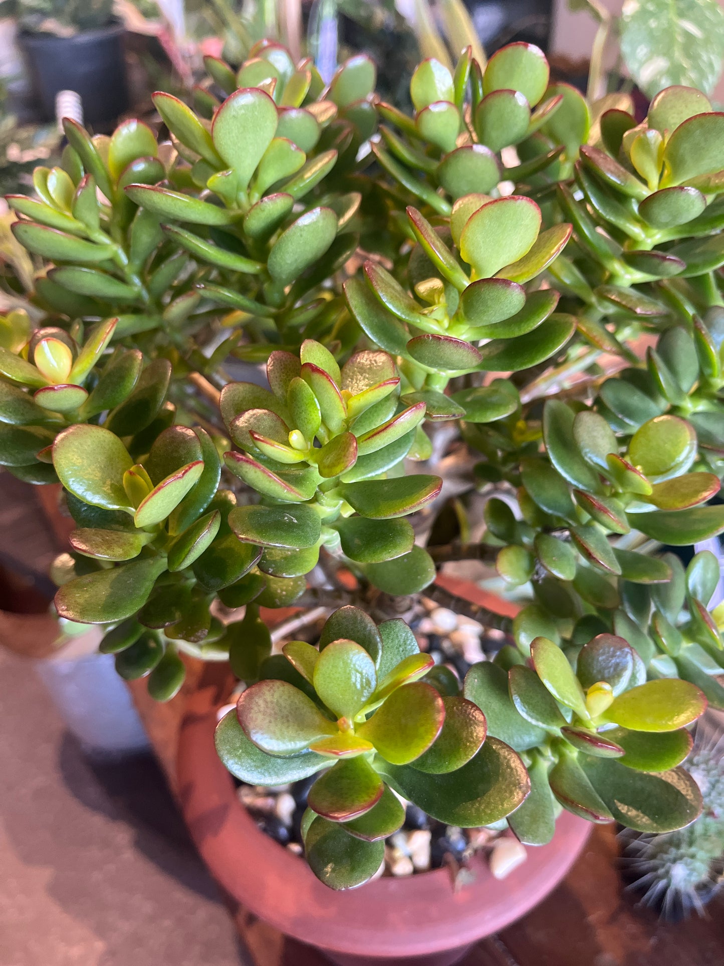 Bonsai - Jade Crassula in Pedestal Planter by TONiC Ceramics