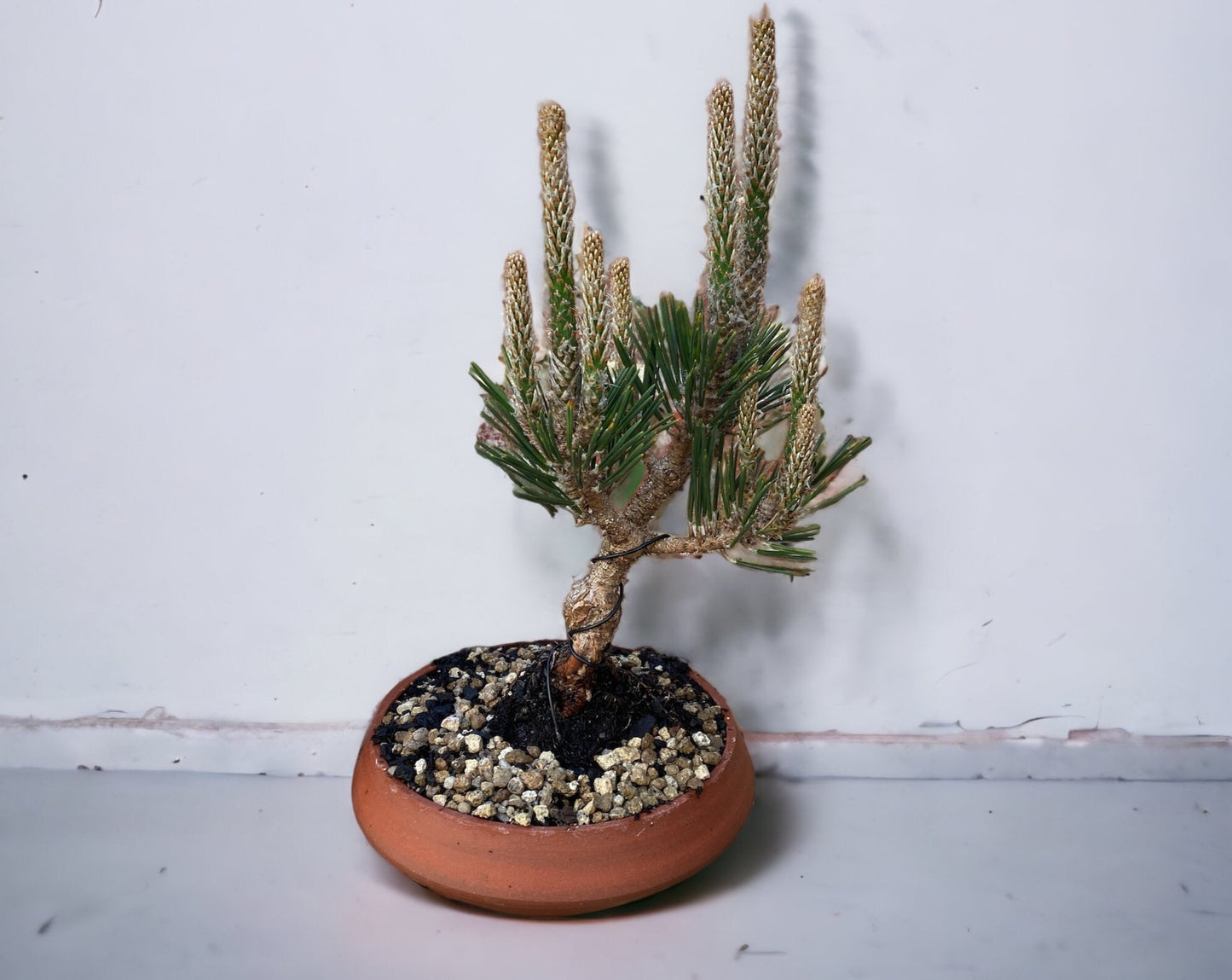 Japanese Black Pine Bonsai