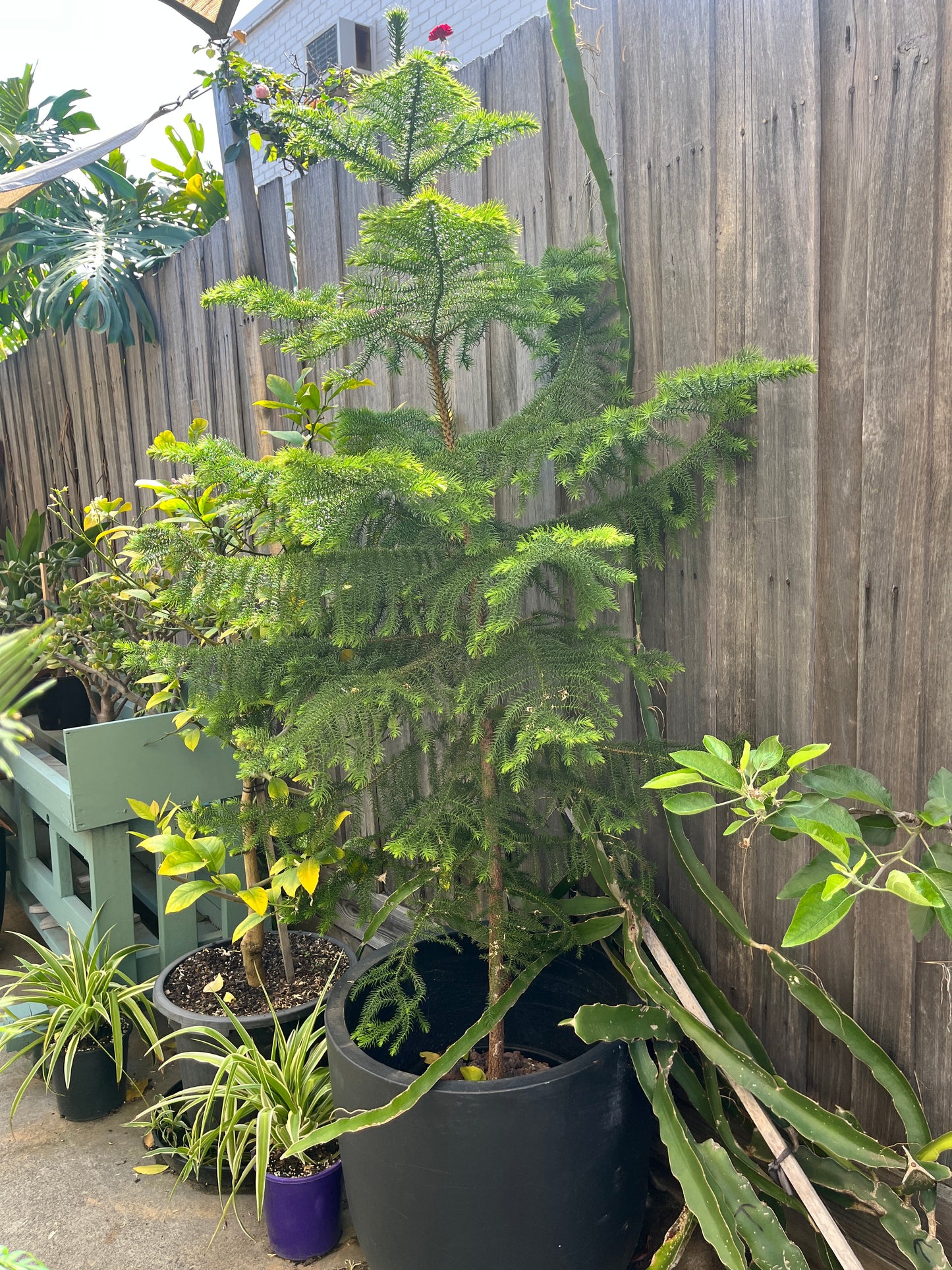 Araucaria Heterophylla (Norfolk Island Pine)