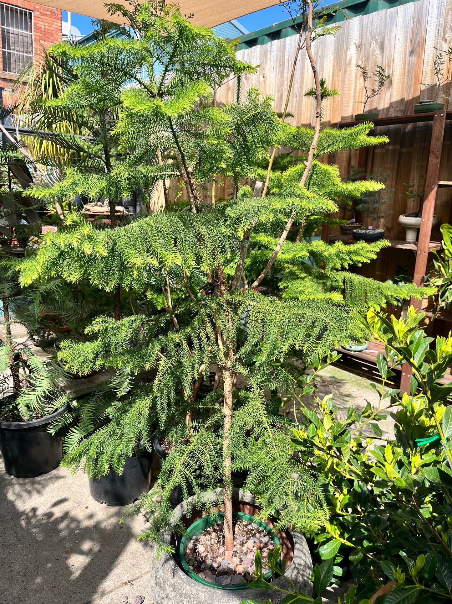Araucaria Heterophylla (Norfolk Island Pine)