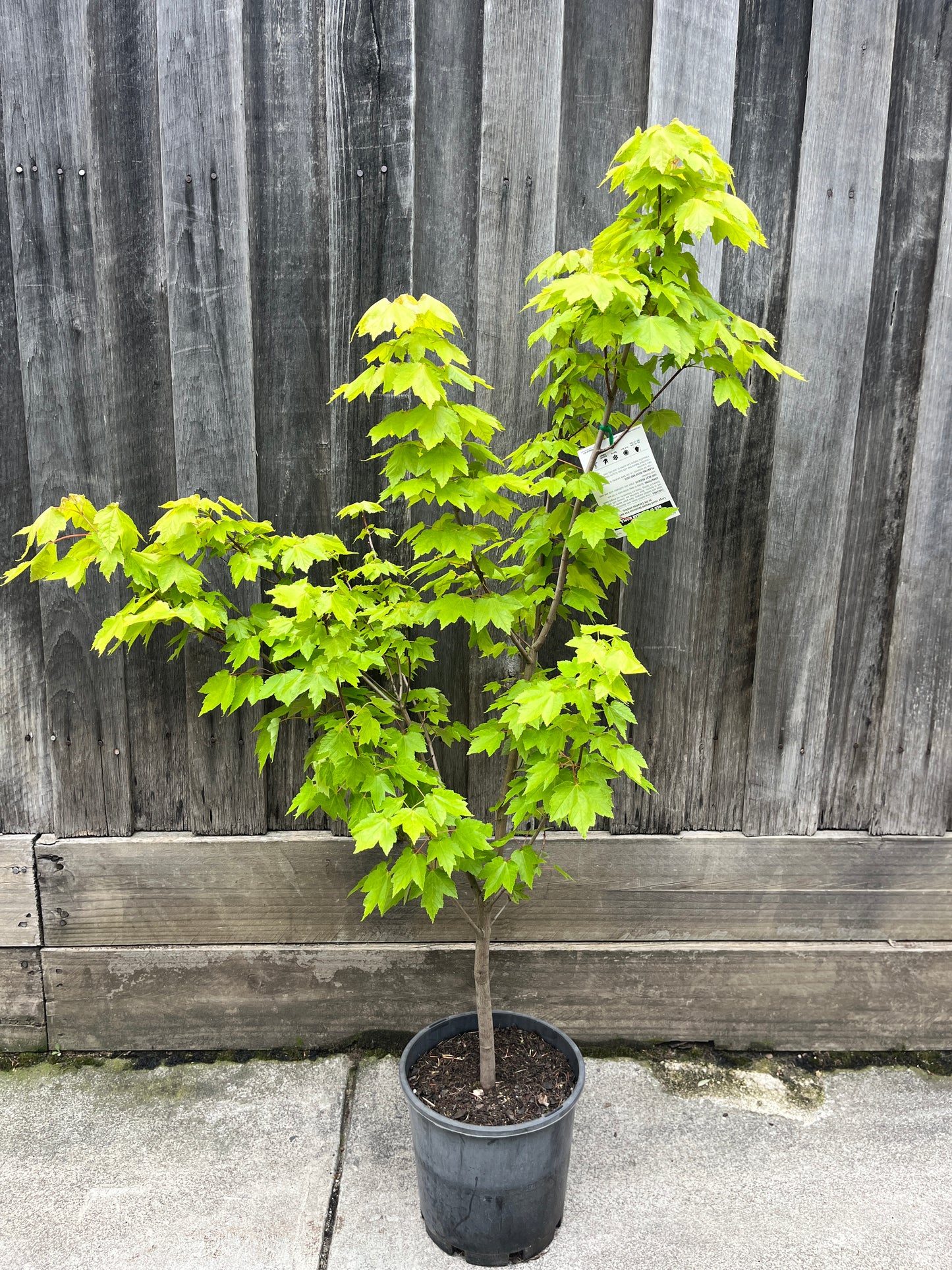 Canadian Maple - Autumn red (Acer rubrum)