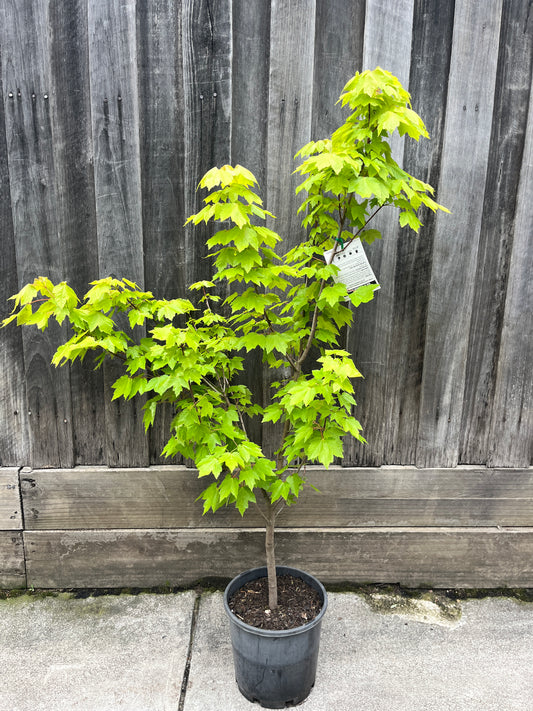Canadian Maple - Autumn red (Acer rubrum)