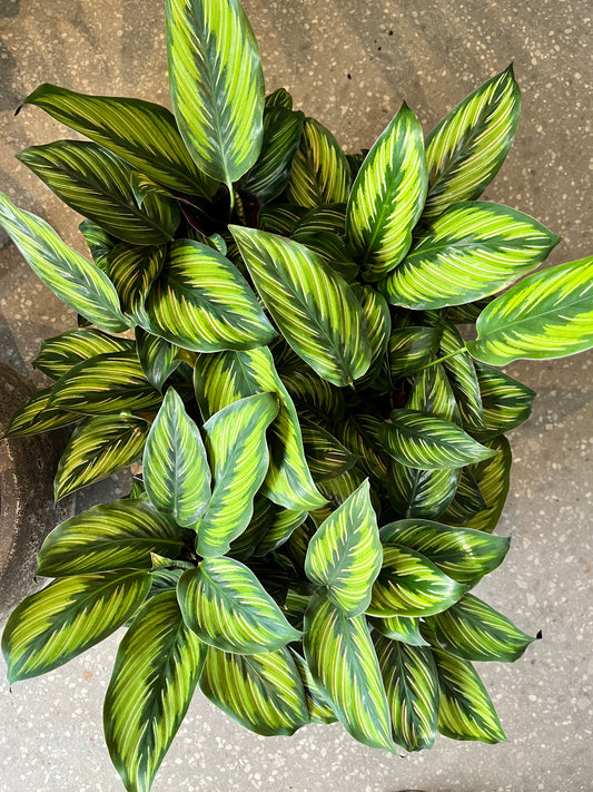 Calathea Beauty star