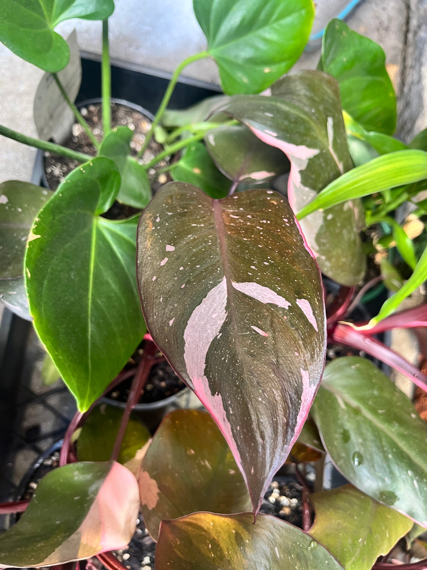 Philodendron Pink Princess