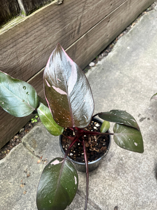 Philodendron Pink Princess