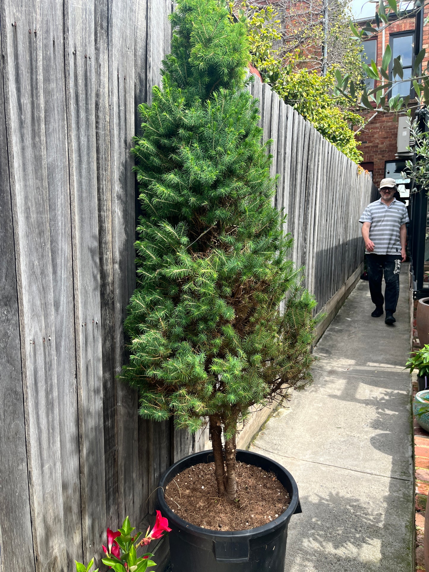 Perfectly Imperfect Pine – Majorly Reduced 🌲