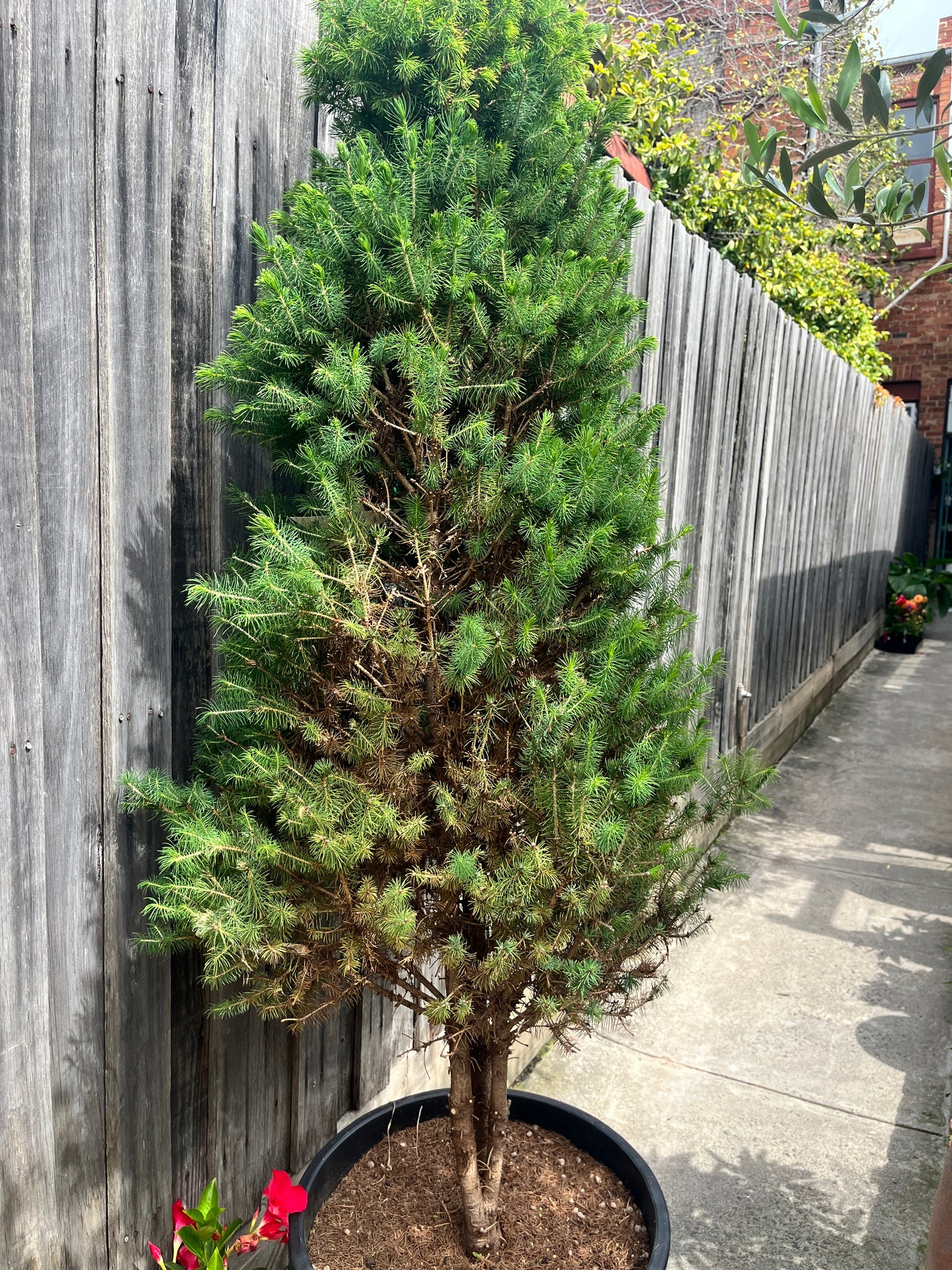 Perfectly Imperfect Pine – Majorly Reduced 🌲