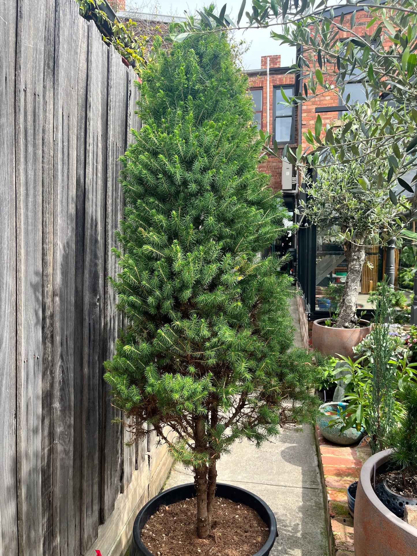 Perfectly Imperfect Pine – Majorly Reduced 🌲