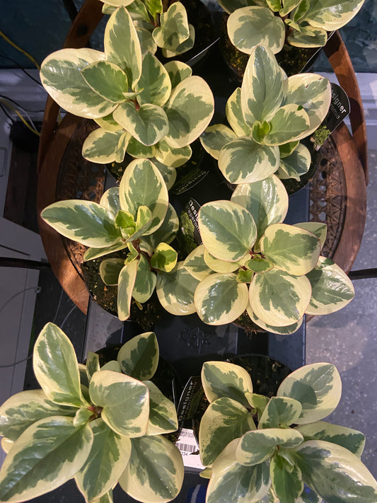 Peperomia obtipan bicolour