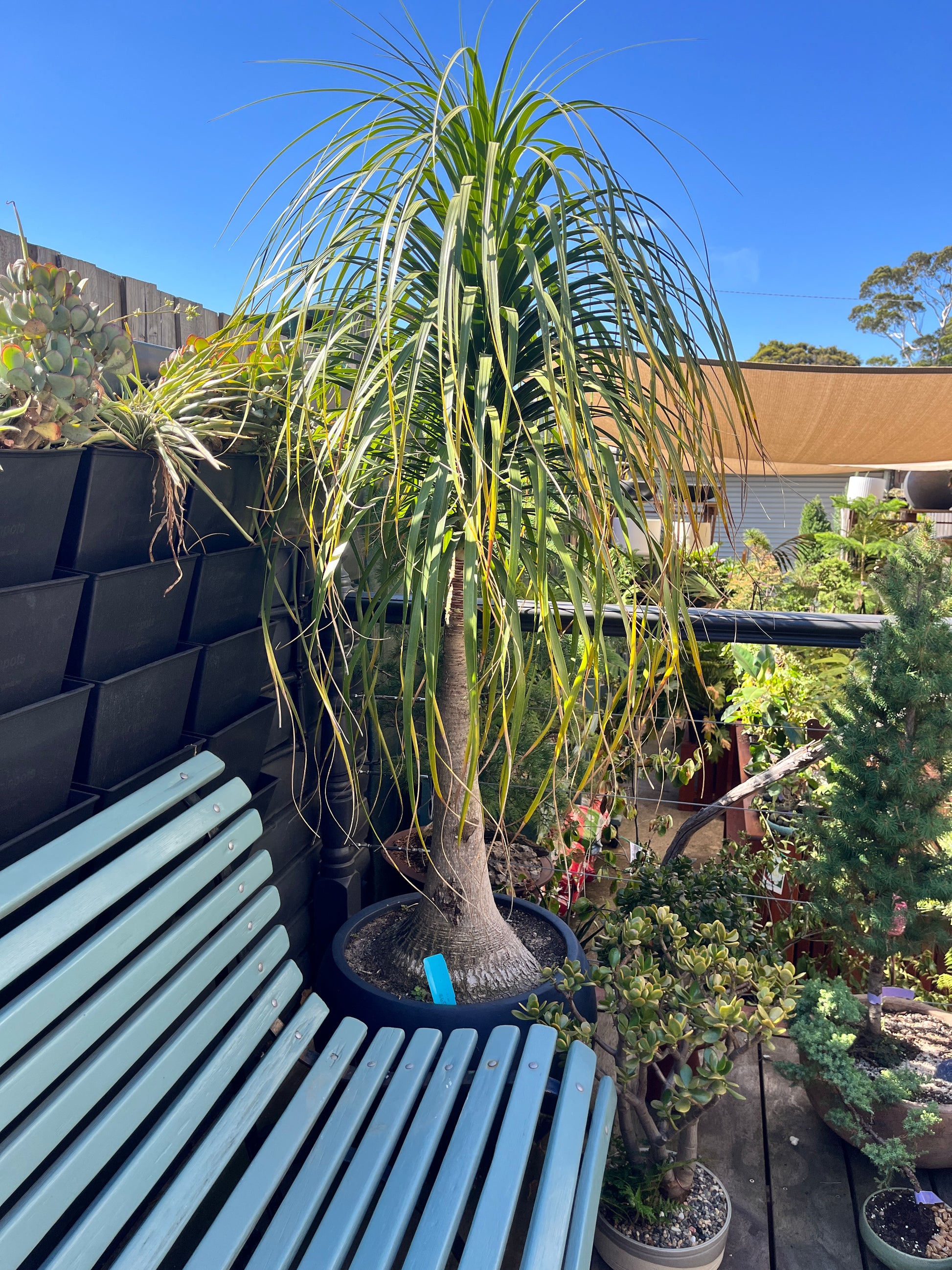 ponytail palm australia Beaucarnea recurvata (Ponytail Palm) – Plantonica