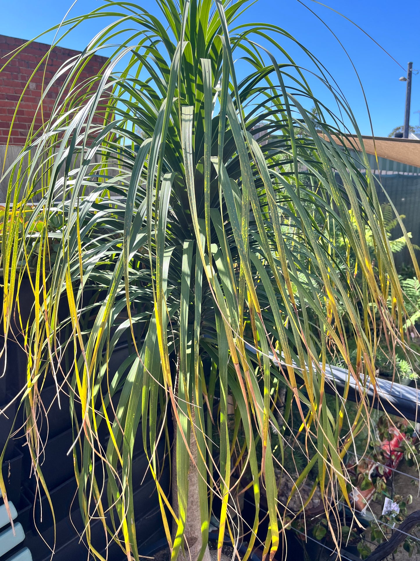 Beaucarnea recurvata (Ponytail Palm)
