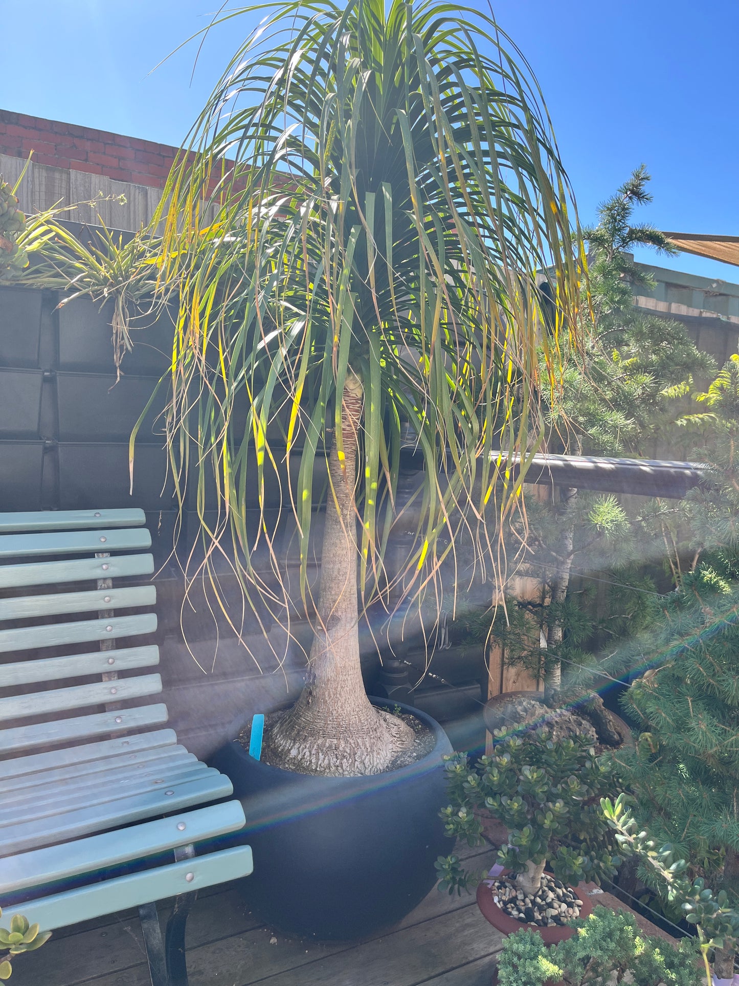 Beaucarnea recurvata (Ponytail Palm)