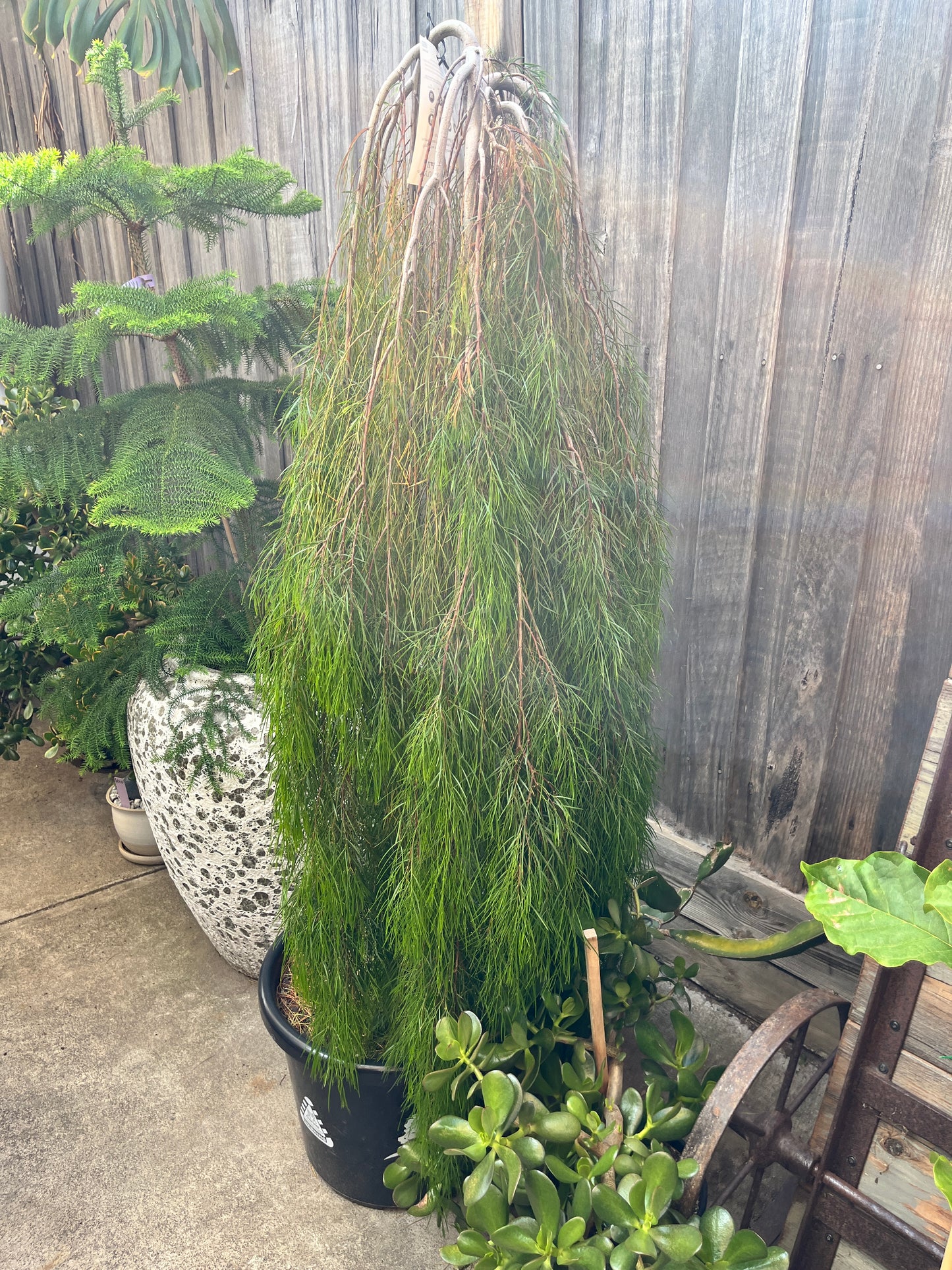 Acacia cognata 'Waterfall' 40cm Standard - River Wattle