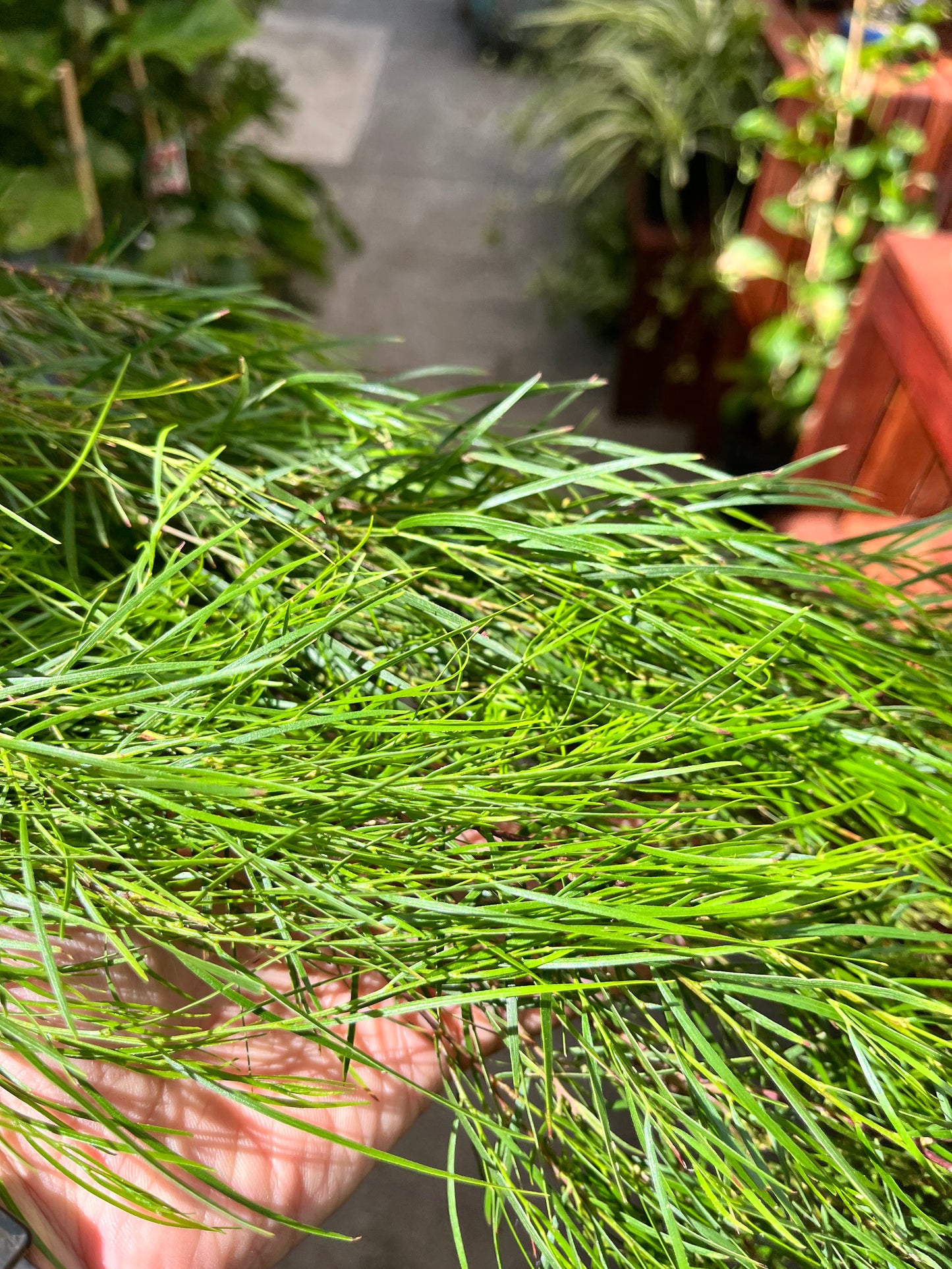 Acacia cognata 'Waterfall' 40cm Standard - River Wattle