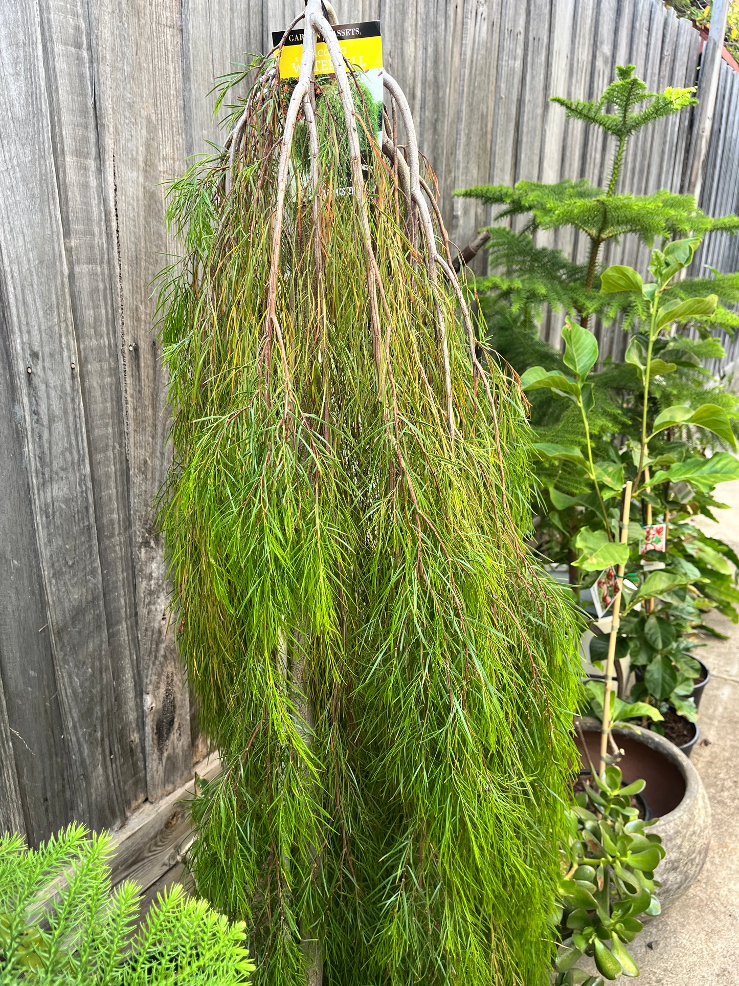 Acacia cognata 'Waterfall' 40cm Standard - River Wattle