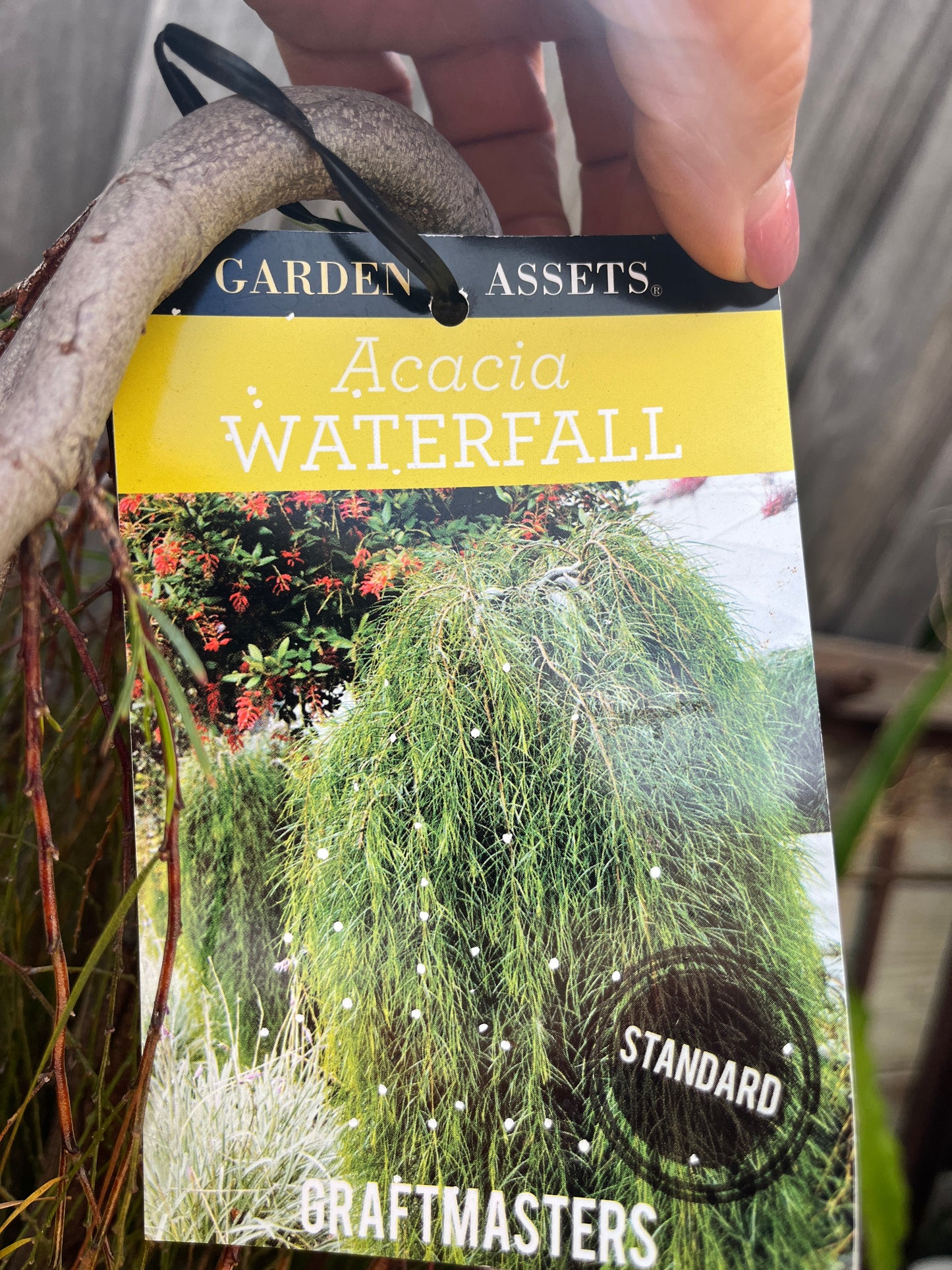 Acacia cognata 'Waterfall' 40cm Standard - River Wattle