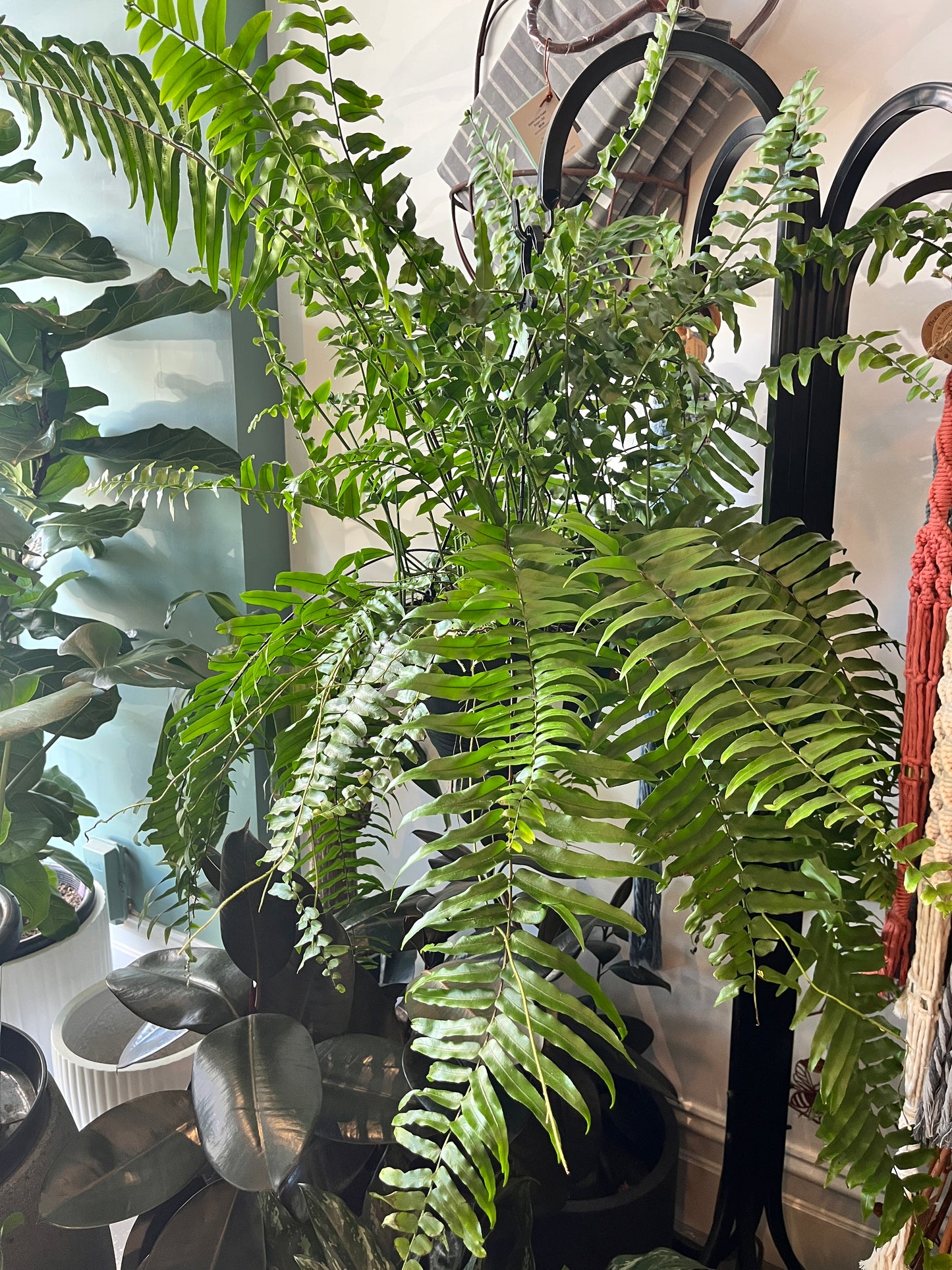 Nephrolepis bisarata 'Macho' fern hanging basket