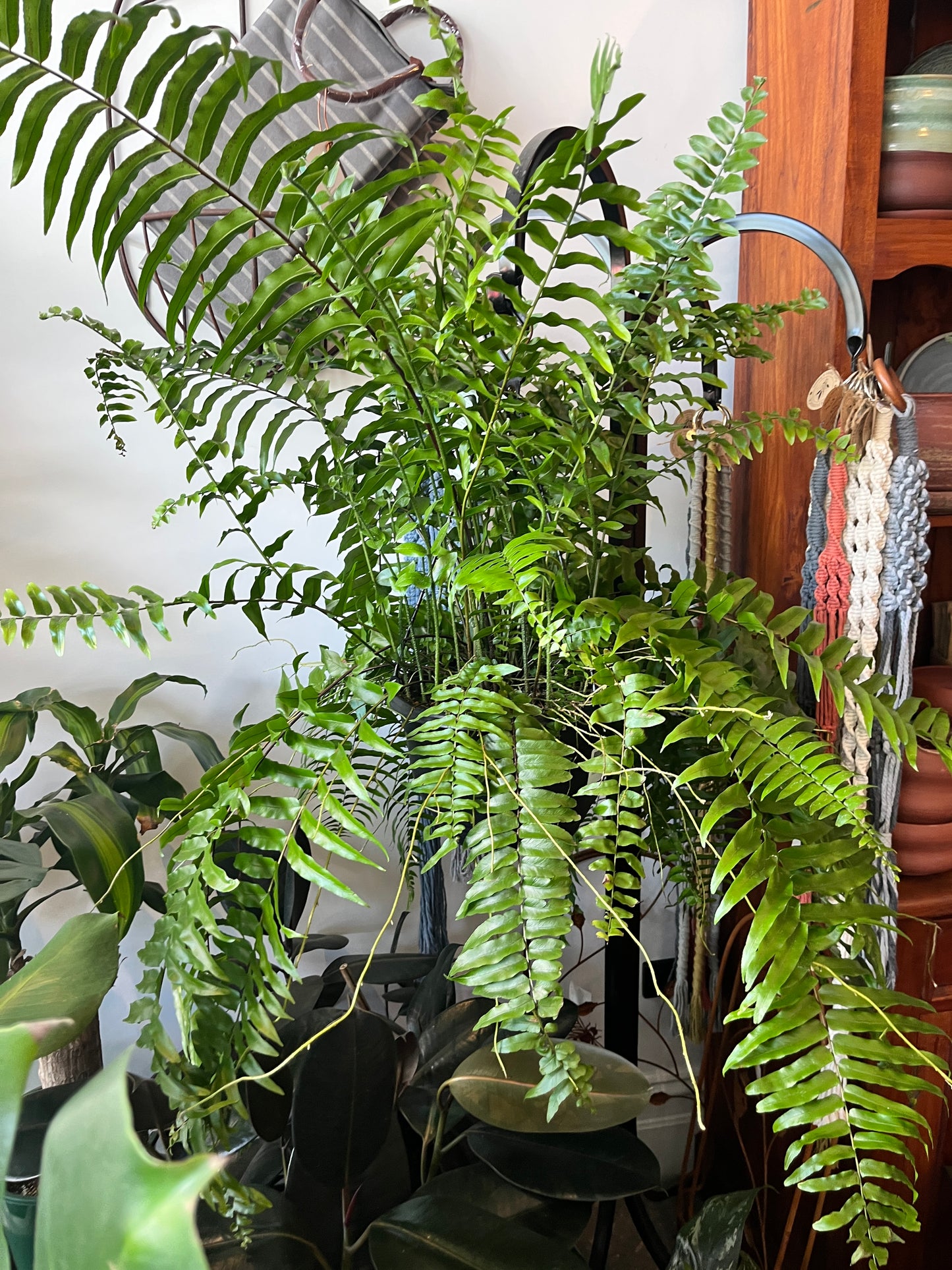 Nephrolepis bisarata 'Macho' fern hanging basket
