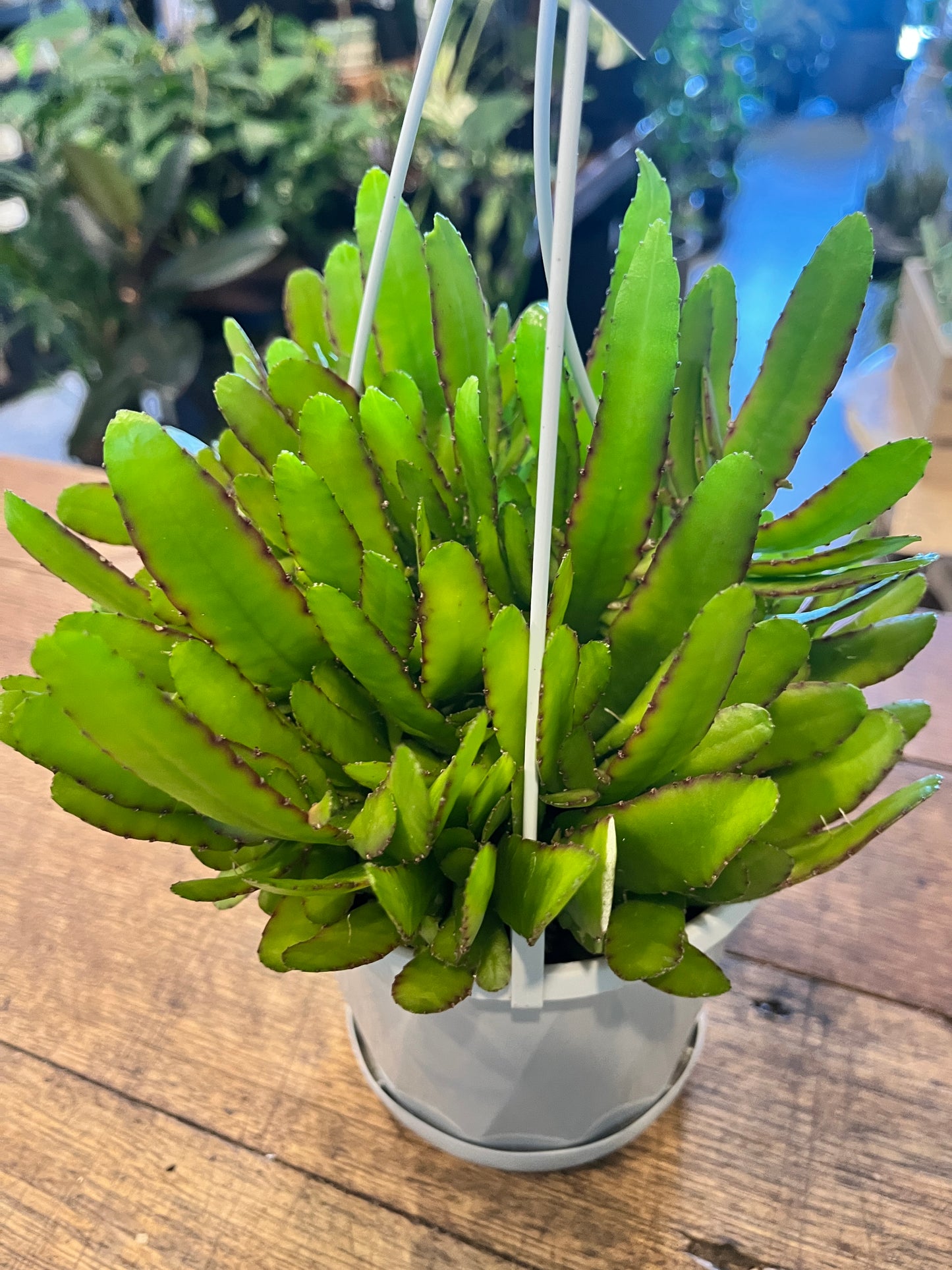 Rhipsalis Disocactus ‘Bits n Pieces’