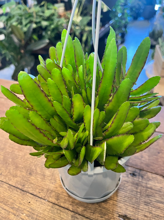 Rhipsalis Disocactus ‘Bits n Pieces’