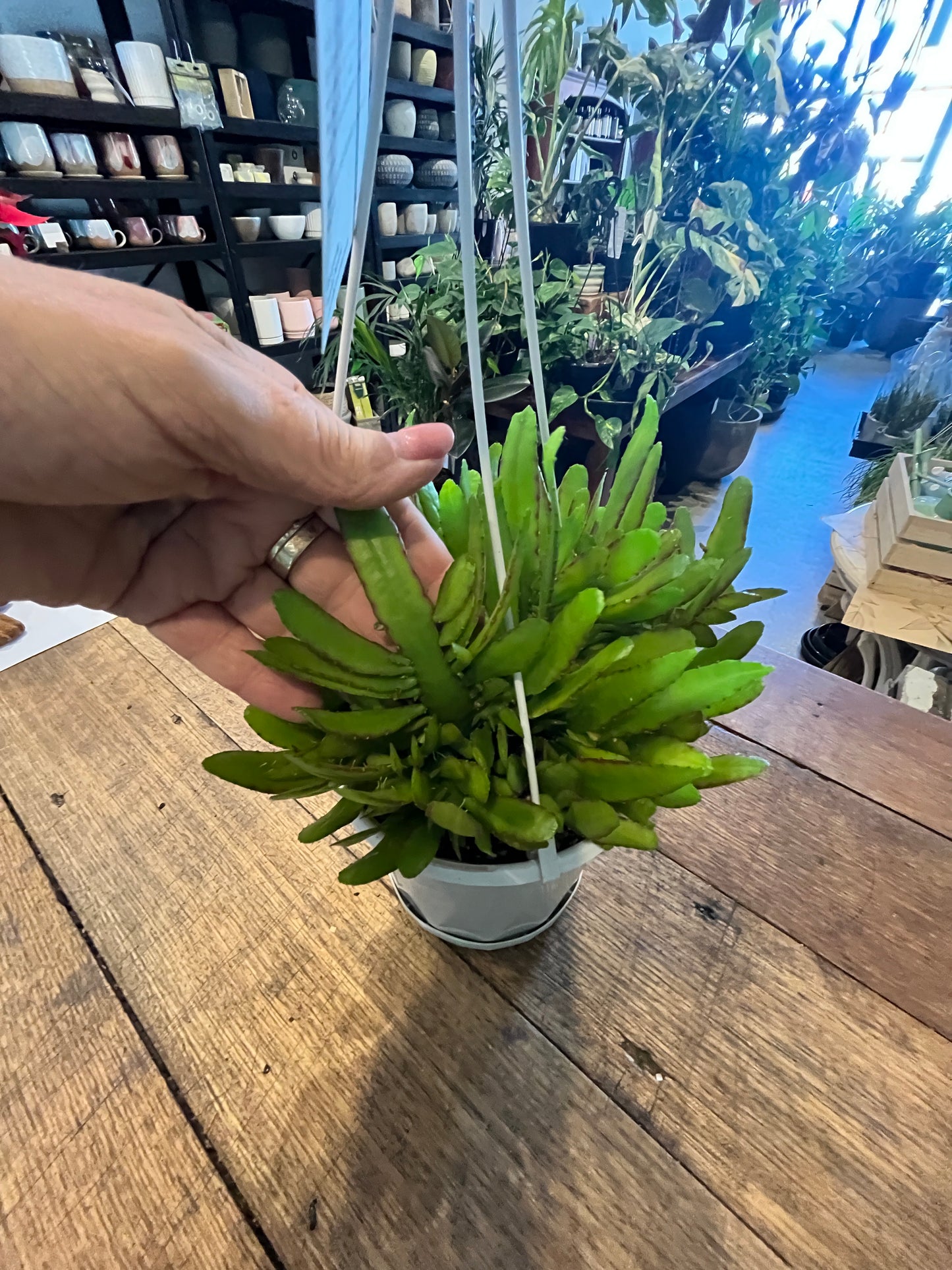 Rhipsalis Disocactus ‘Bits n Pieces’