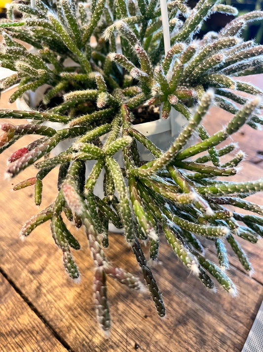Rhipsalis Pilocarpa (c.24)