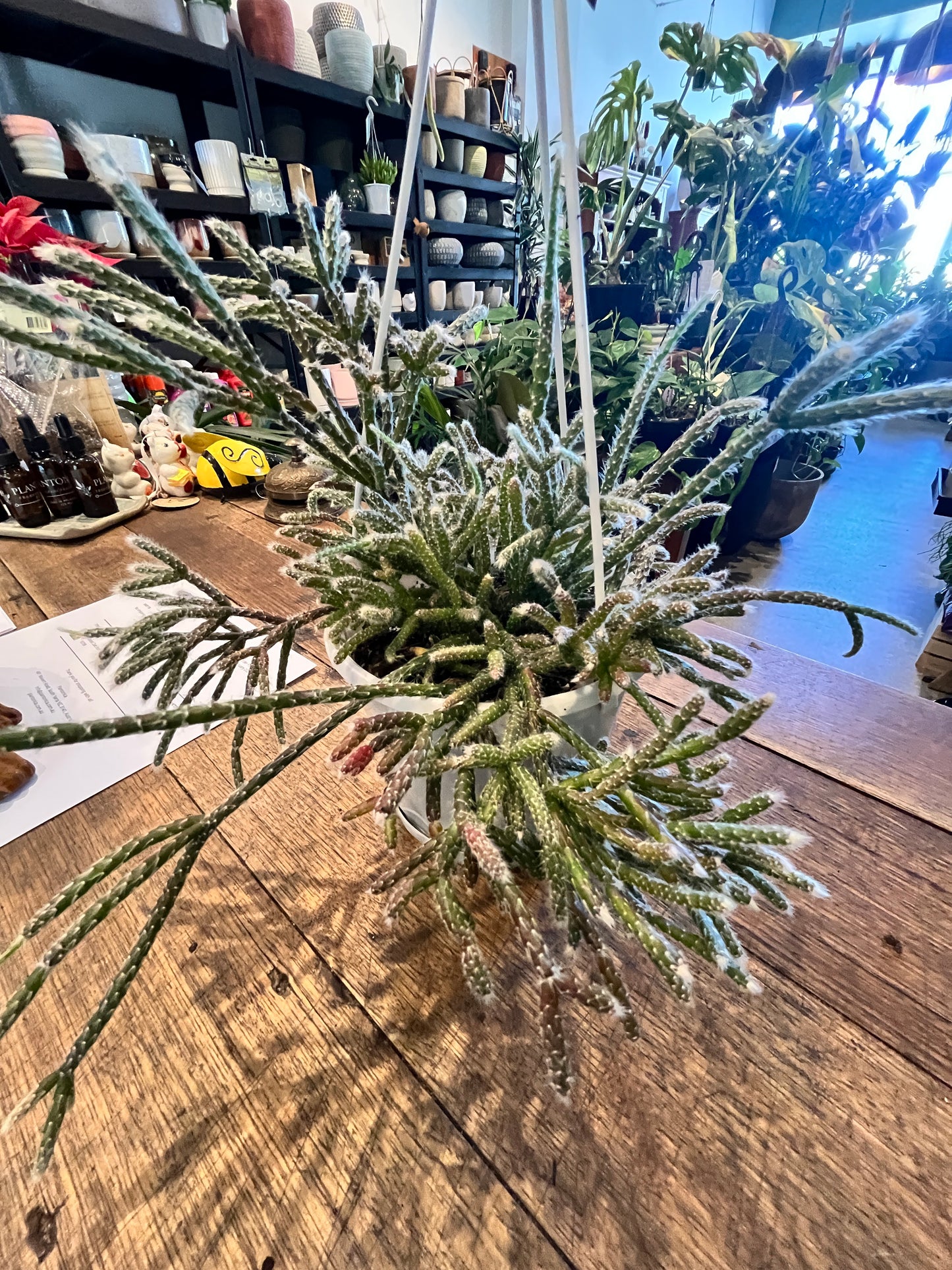 Rhipsalis Pilocarpa (c.24)