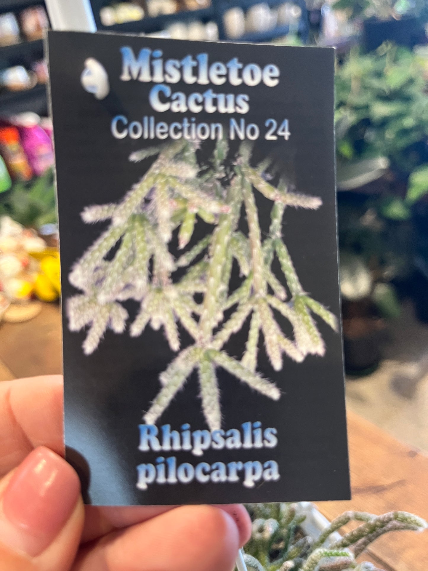 Rhipsalis Pilocarpa (c.24)