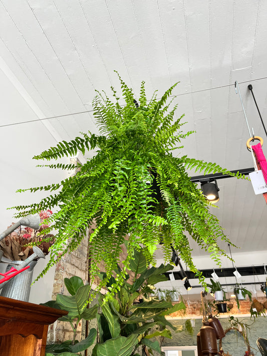 Boston Fern (Nephrolepis exaltata) - 20cm hanging basket