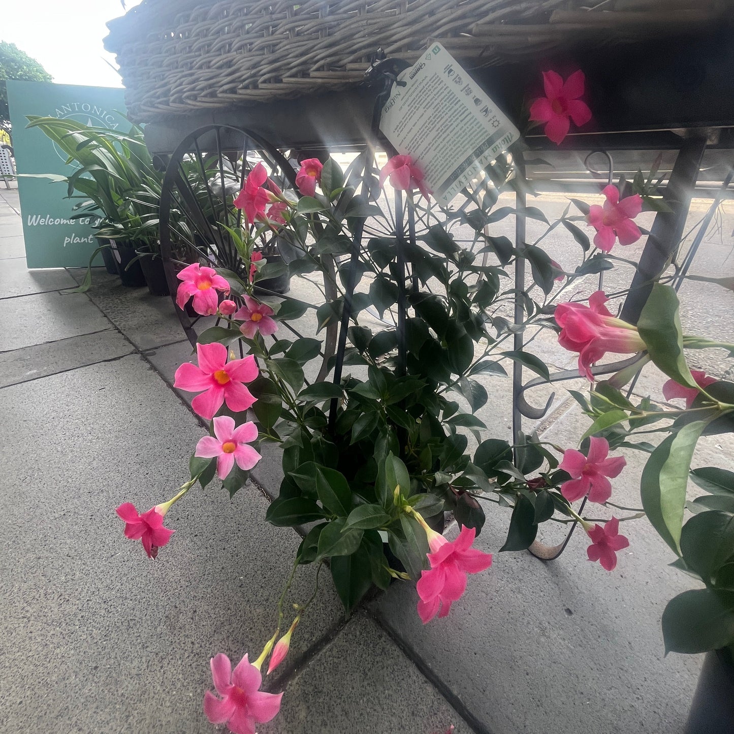 Pink flowers in a hanging basket against a concrete wall