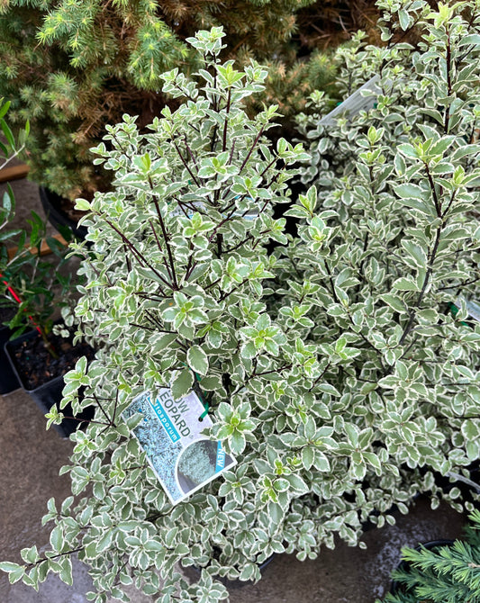 Pittosporum Snow Leopard (PBR)