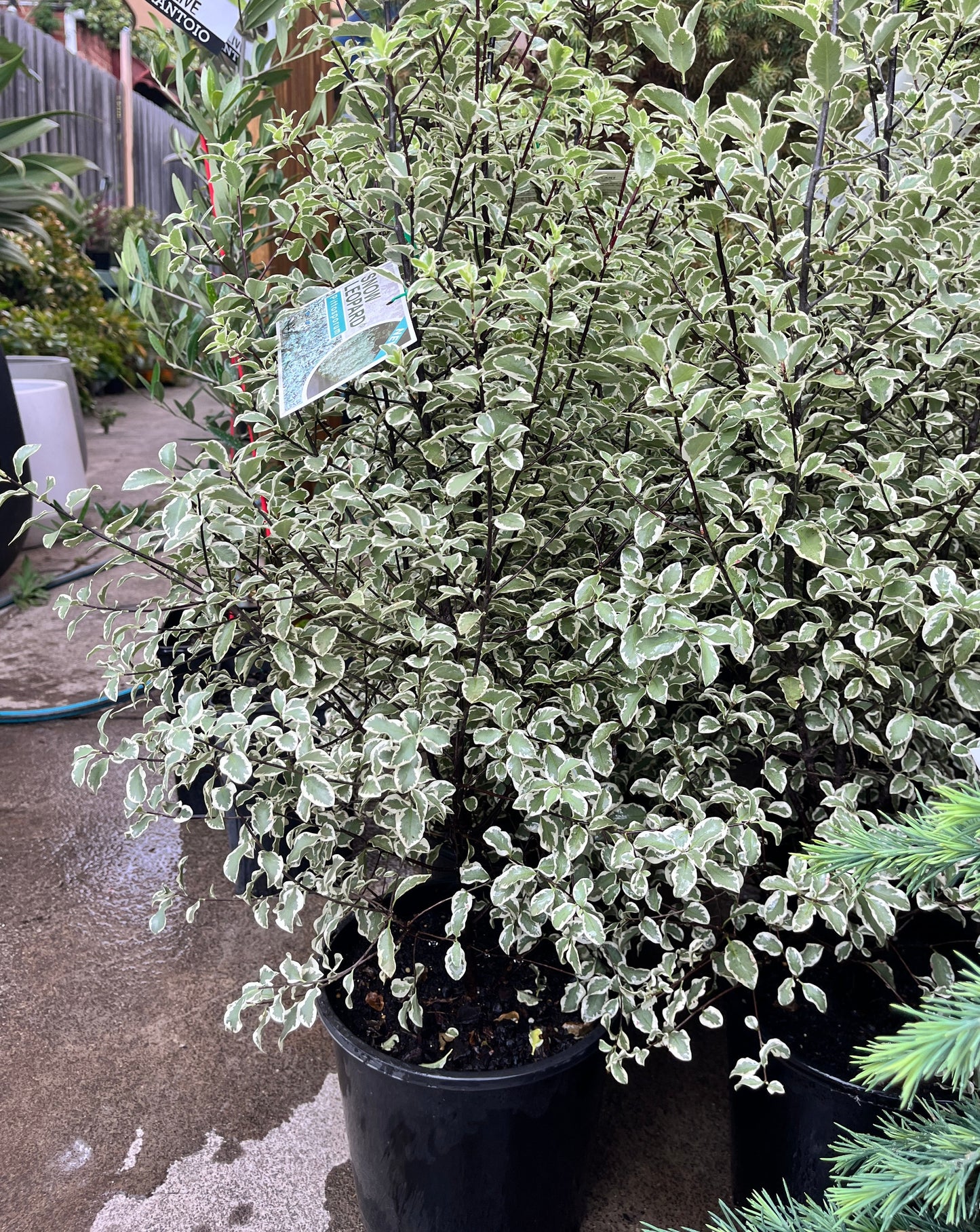 Pittosporum Snow Leopard (PBR)