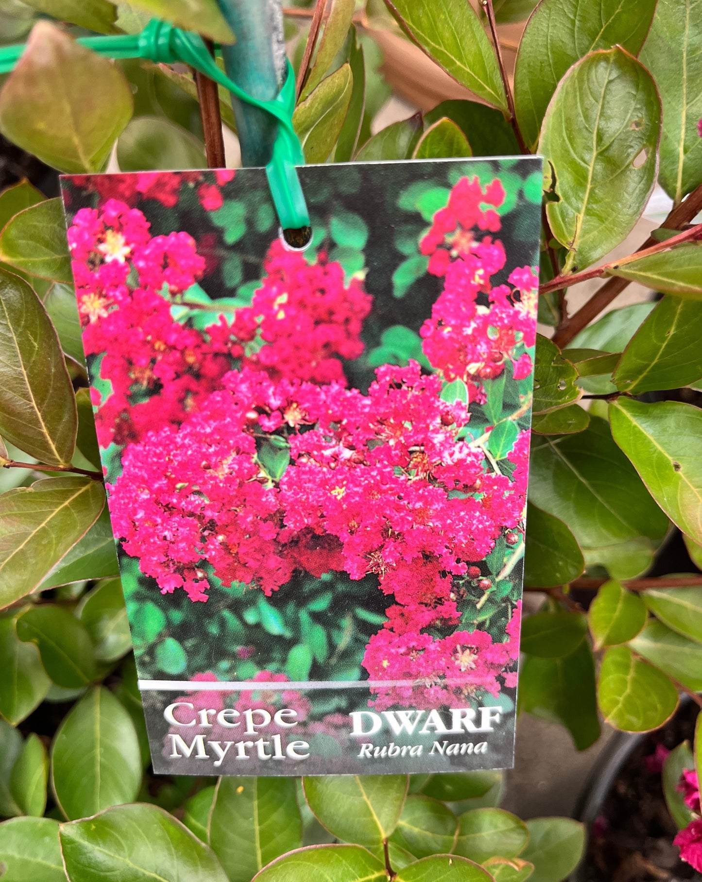 Dwarf Crepe Myrtle (Lagerstroemia indica)