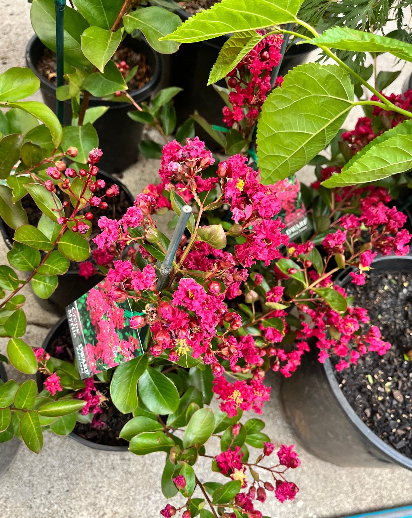 Dwarf Crepe Myrtle (Lagerstroemia indica)