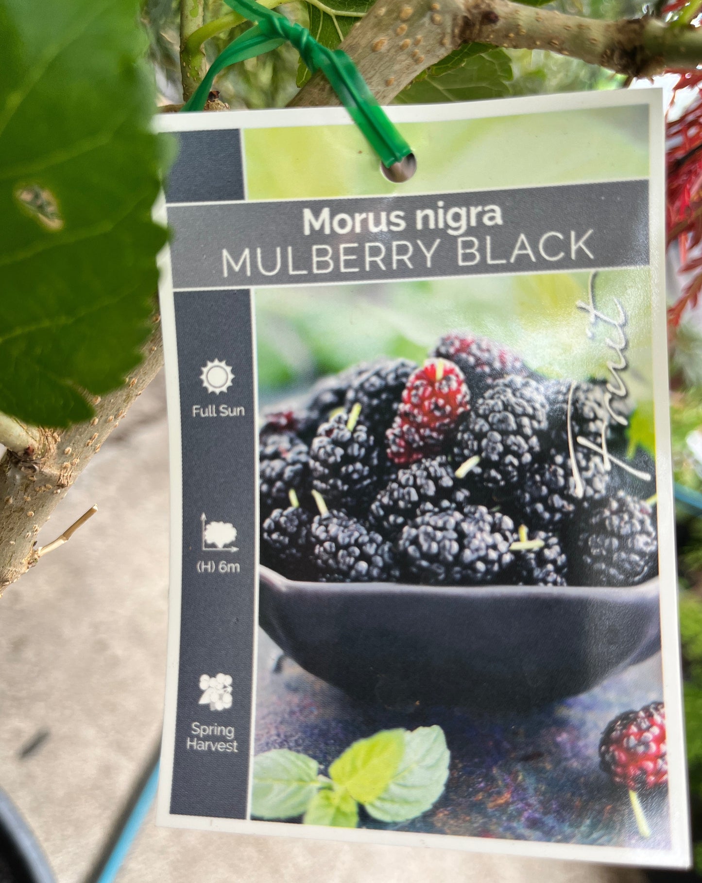 Mulberry Black (Morris nigra)