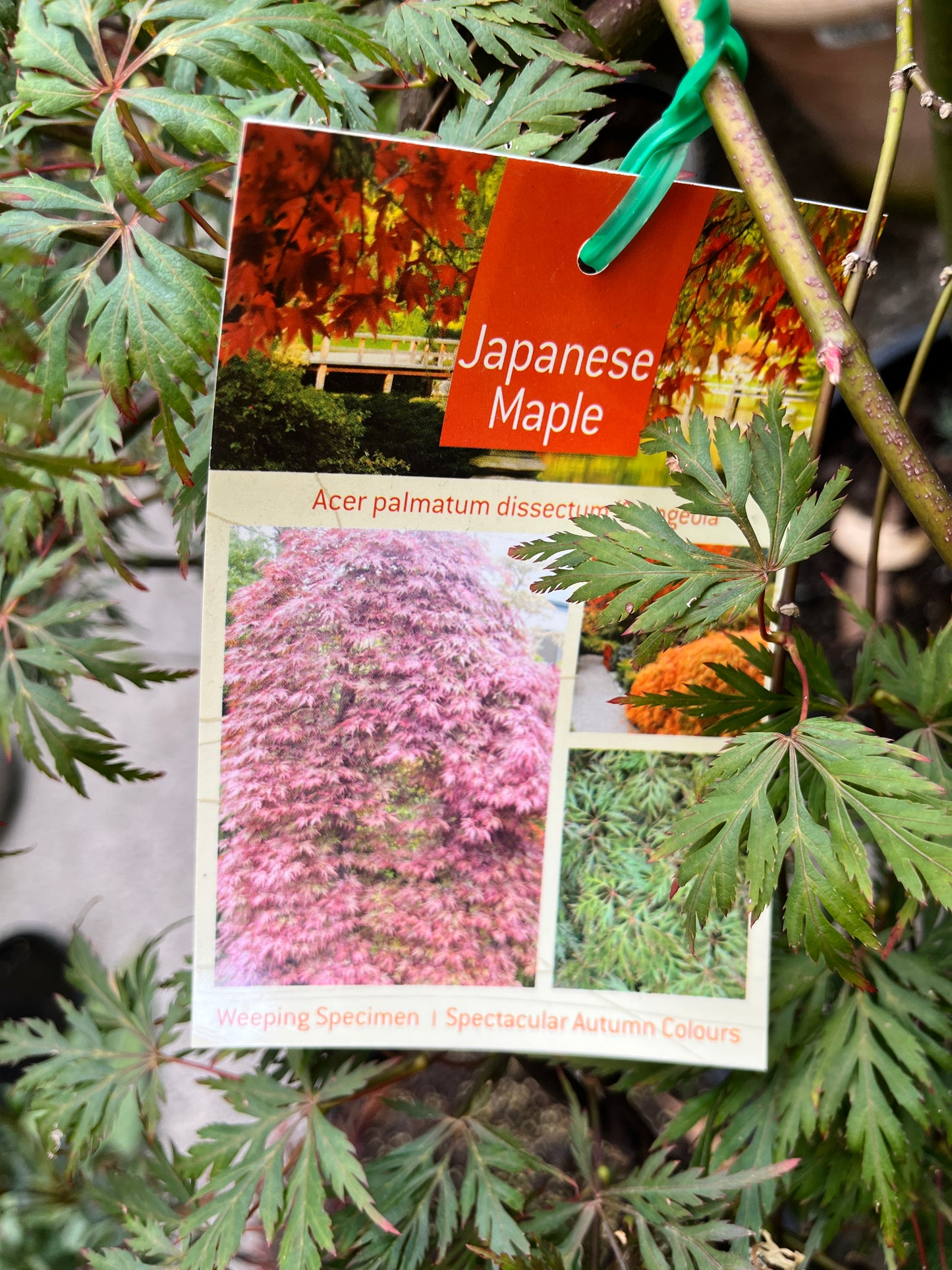 Japanese Maple (Acer palmatum  dissectum 'Orangeola')