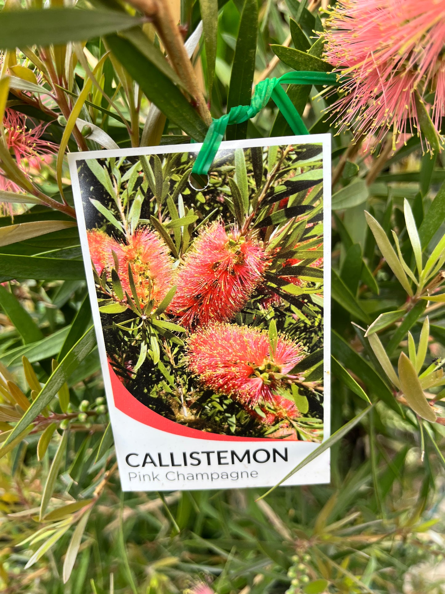 Callistemon citrines 'Pink Champagne'