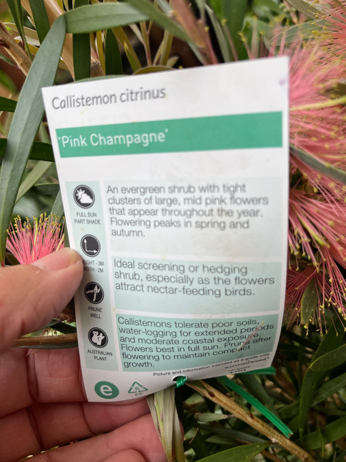 Callistemon citrines 'Pink Champagne'