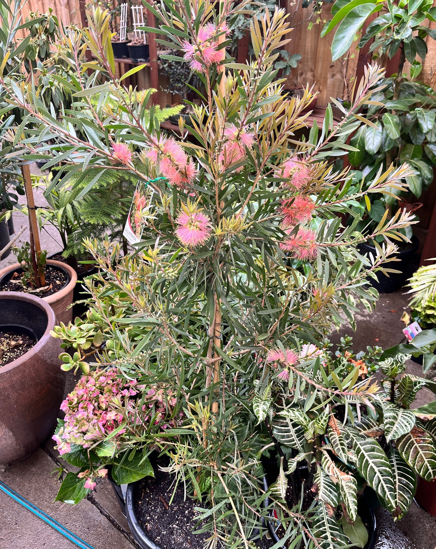 Callistemon citrines 'Pink Champagne'