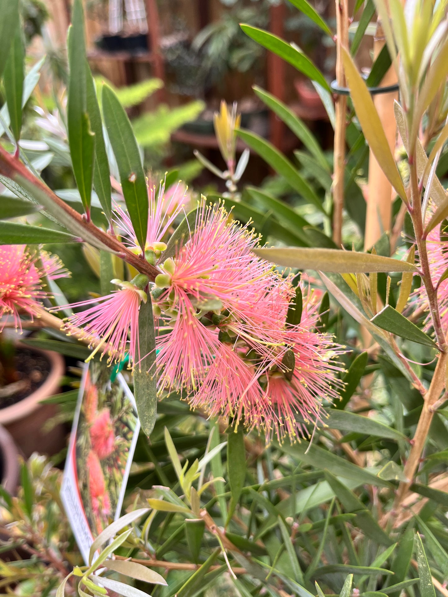 Callistemon citrines 'Pink Champagne'