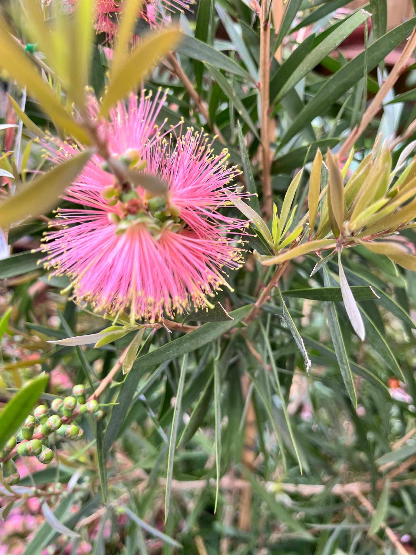 Callistemon citrines 'Pink Champagne'