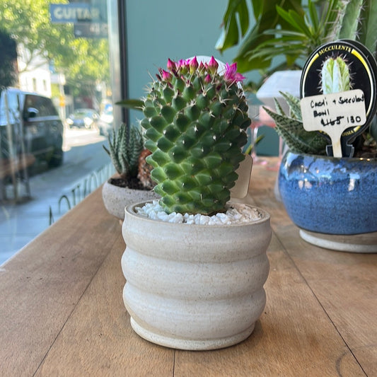 Potted Mammillaria toluca
