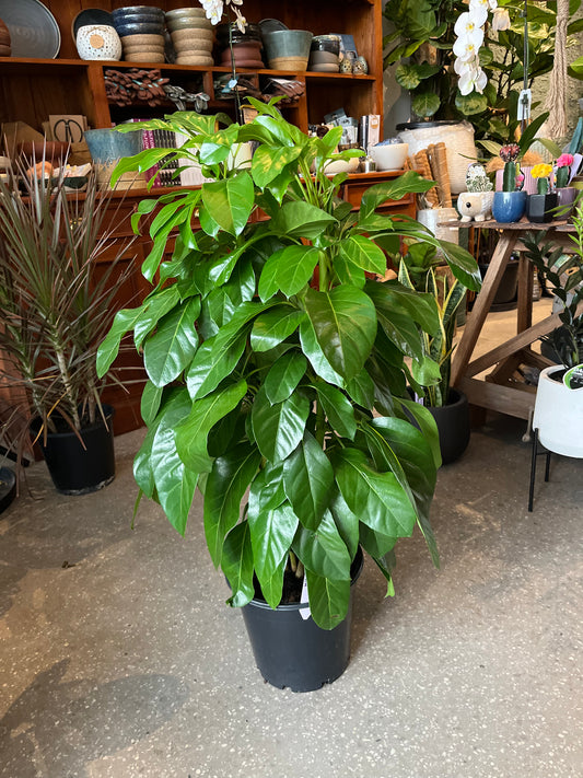 Umbrella Tree (Schefflera Amate) – Lush, Low-Maintenance Indoor Tree