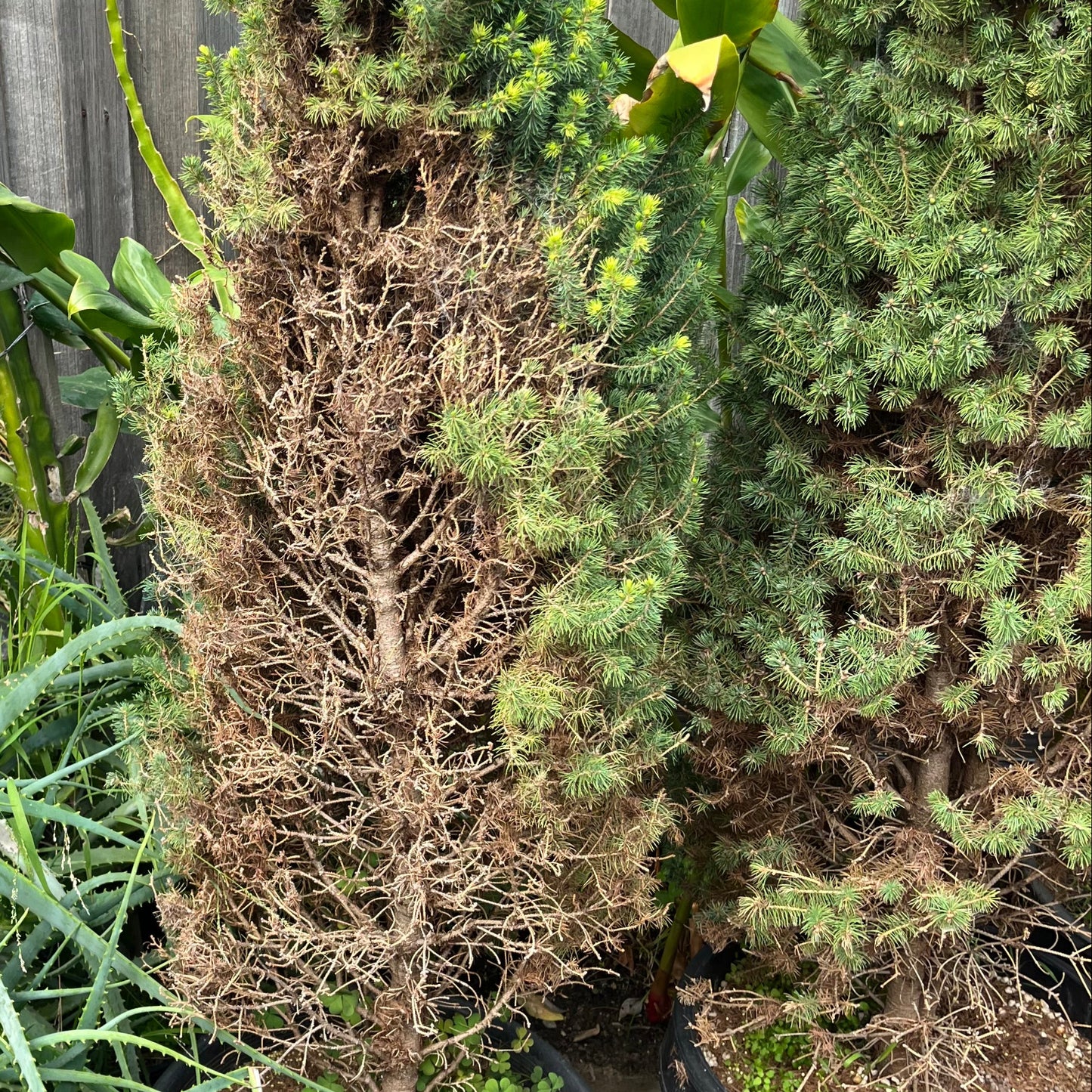 Perfectly Imperfect Pine – Majorly Reduced 🌲