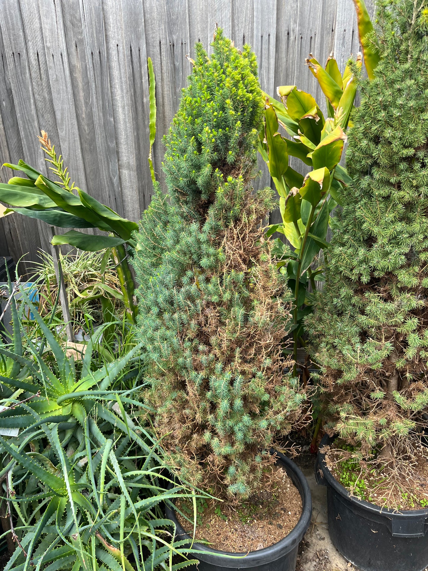 Perfectly Imperfect Pine – Majorly Reduced 🌲