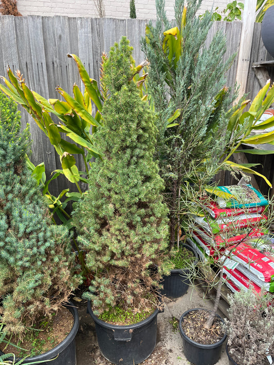 Perfectly Imperfect Pine – Majorly Reduced 🌲