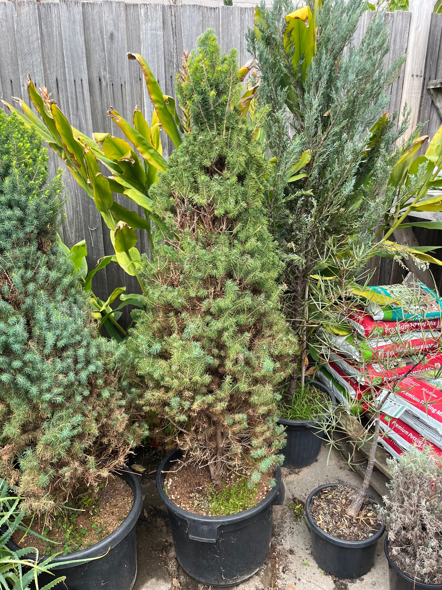 Perfectly Imperfect Pine – Majorly Reduced 🌲