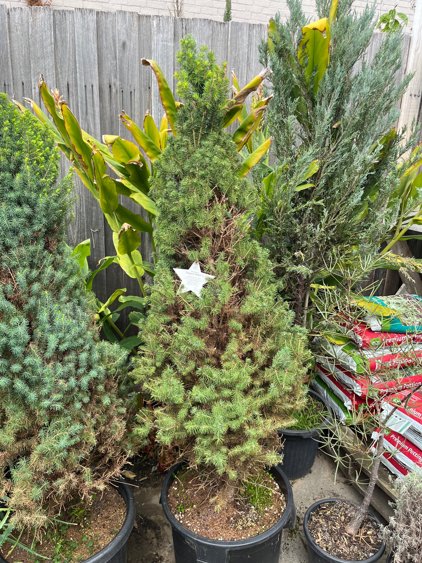 Perfectly Imperfect Pine – Majorly Reduced 🌲