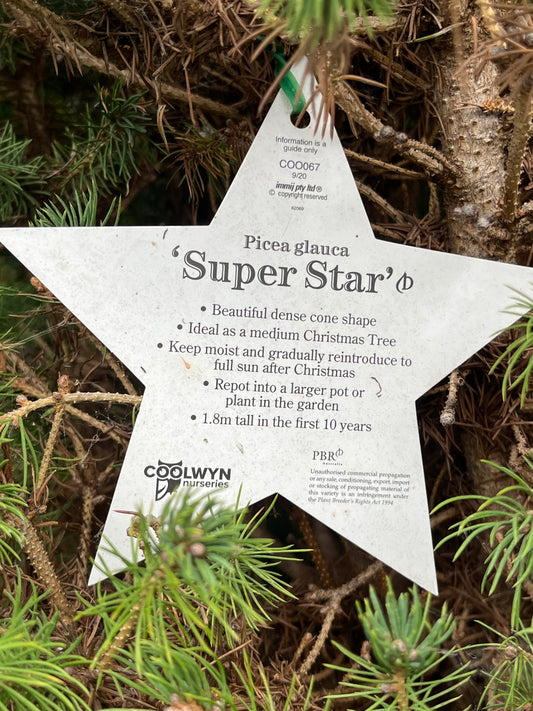 Perfectly Imperfect Pine – Majorly Reduced 🌲