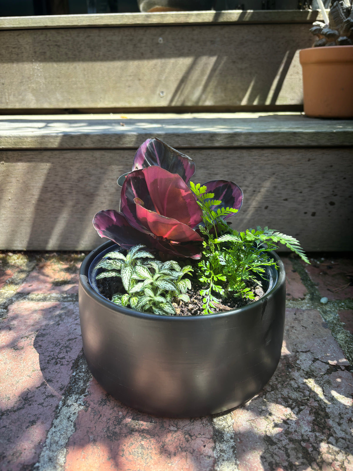 Plant + Pot Combo - Indoor Foliage Garden